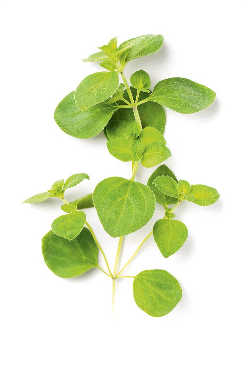 Plantas Medicinales Para La Tos En Niños Hay Niños