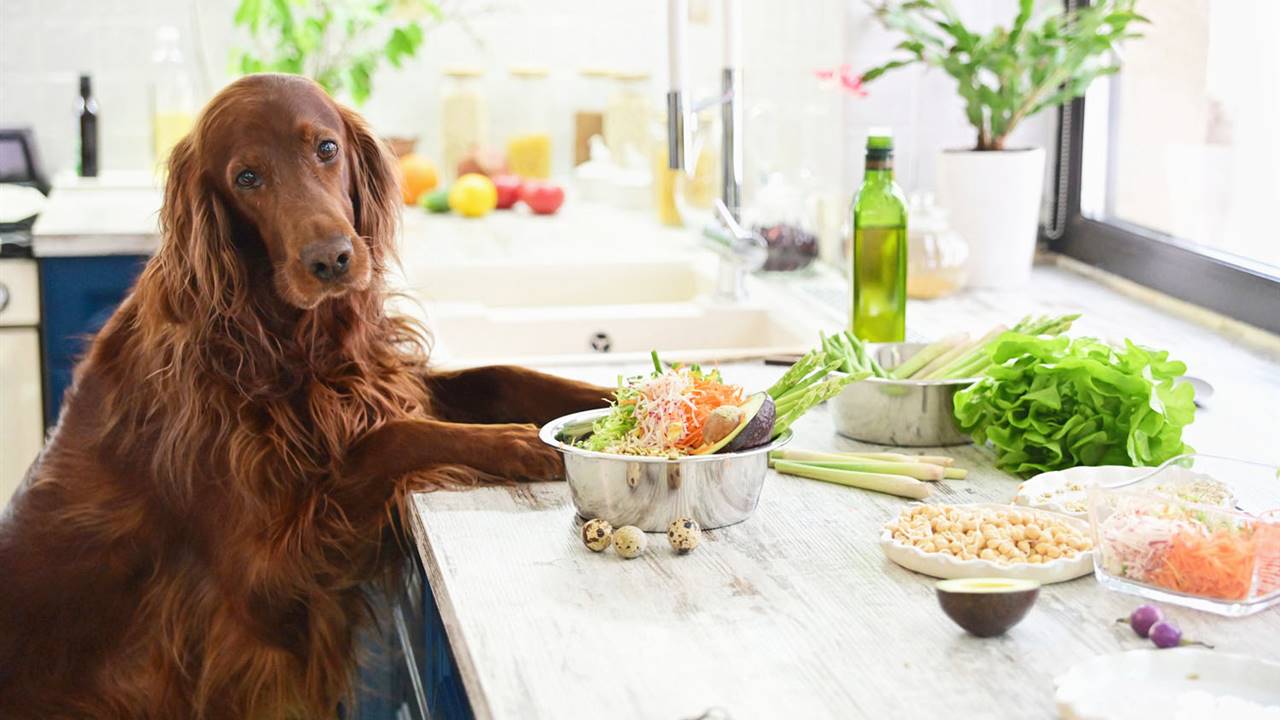 Mascotas: la dieta BARF o los riegos de la comida cruda para perros y gatos