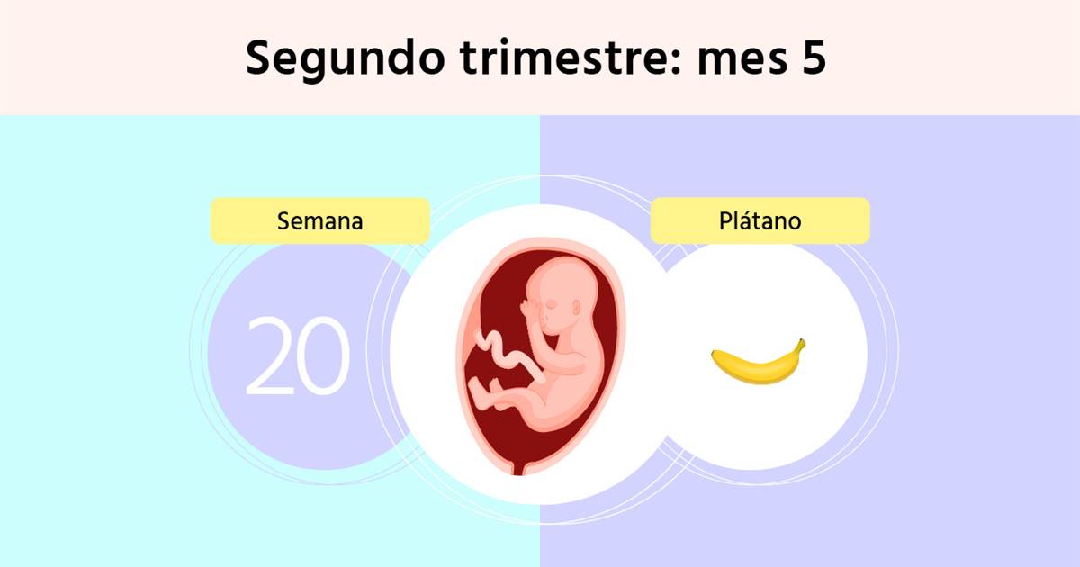 Médico Bendecir Revelar Semana 20 de embarazo: la ecografía que revela si es niño o niña