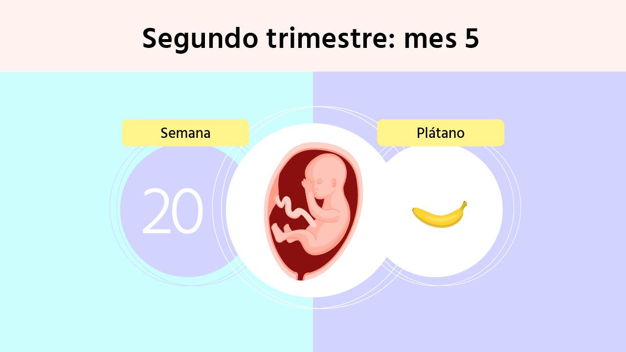 Palmadita dueña perder Semana 20 de embarazo: la ecografía que revela si es niño o niña