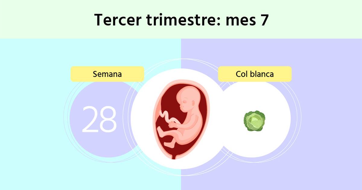 León Tubería césped Semana 28 de embarazo: ¿cuál es la posición del bebé?