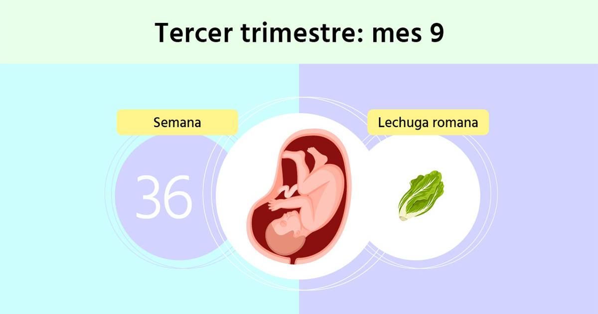 Semana 36 de embarazo ¿ya conoces las señales del parto?