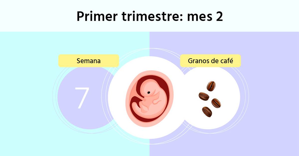 pasión ballena azul Dependiente Semana 7 de embarazo: síntomas y tamaño del embrión