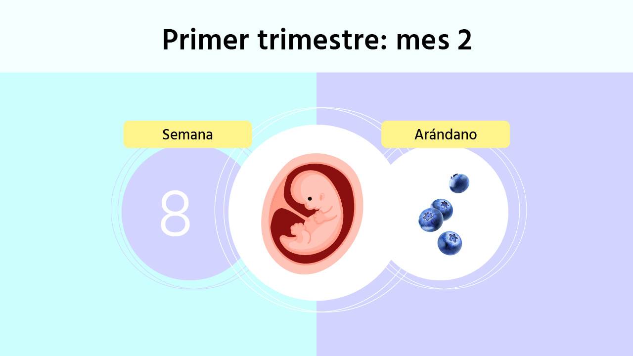 enaguas heno interfaz Semana 8 de embarazo: cómo se está formando el bebé y que síntomas tendrás